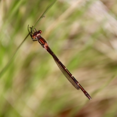 Austrolestes psyche (Cup Ringtail) at Mongarlowe River - 22 Sep 2023 by LisaH