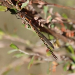 Austrolestes psyche at Mongarlowe, NSW - 22 Sep 2023