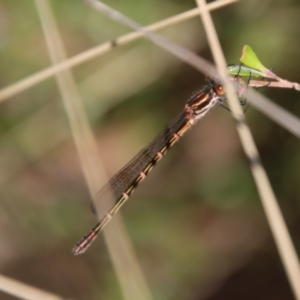 Austrolestes psyche at Mongarlowe, NSW - suppressed