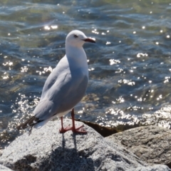 Chroicocephalus novaehollandiae (Silver Gull) at Batemans Bay, NSW - 22 Sep 2023 by MatthewFrawley