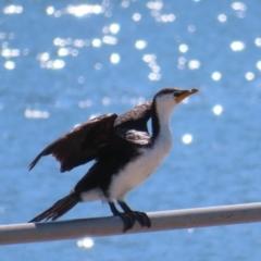 Microcarbo melanoleucos (Little Pied Cormorant) at Batemans Marine Park - 22 Sep 2023 by MatthewFrawley