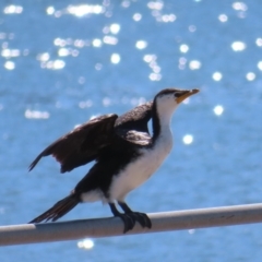 Microcarbo melanoleucos (Little Pied Cormorant) at Batemans Bay, NSW - 22 Sep 2023 by MatthewFrawley