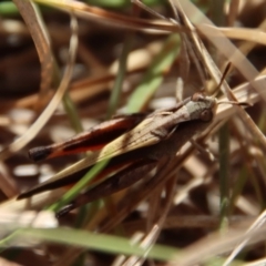 Caledia captiva (grasshopper) at Mongarlowe River - 22 Sep 2023 by LisaH
