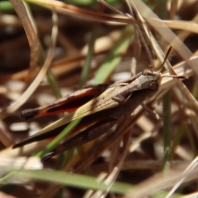 Caledia captiva (grasshopper) at Mongarlowe, NSW - 22 Sep 2023 by LisaH