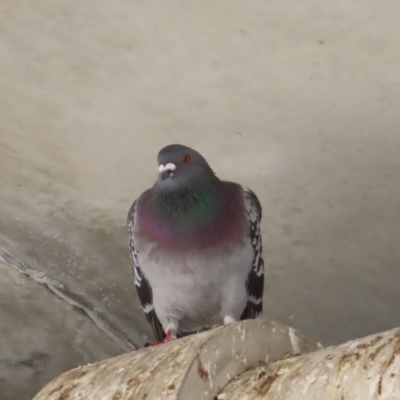 Columba livia (Rock Dove (Feral Pigeon)) at Batemans Bay, NSW - 22 Sep 2023 by MatthewFrawley