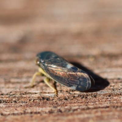 Neotartessus flavipes (A leafhopper) at Mongarlowe River - 22 Sep 2023 by LisaH