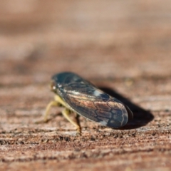 Neotartessus flavipes (A leafhopper) at Mongarlowe, NSW - 22 Sep 2023 by LisaH
