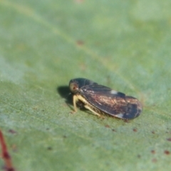 Neotartessus flavipes at Mongarlowe, NSW - suppressed