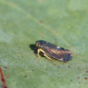 Neotartessus flavipes at Mongarlowe, NSW - 22 Sep 2023