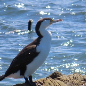 Phalacrocorax varius at Batemans Bay, NSW - 22 Sep 2023 11:02 AM