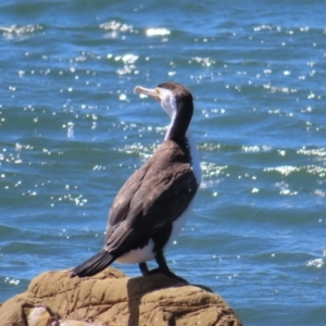 Phalacrocorax varius at Batemans Bay, NSW - 22 Sep 2023