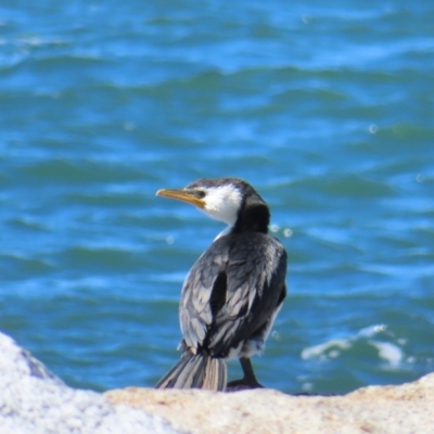 Microcarbo melanoleucos (Little Pied Cormorant) at Batemans Marine Park - 22 Sep 2023 by MatthewFrawley