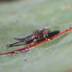 Unidentified Cicada (Hemiptera, Cicadoidea) at Mongarlowe, NSW - 22 Sep 2023 by LisaH