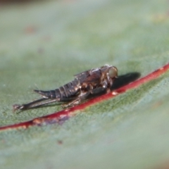 Atrapsalta furcilla at Mongarlowe, NSW - 22 Sep 2023 by LisaH