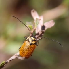Cadmus (Cadmus) aurantiacus (Leaf beetle) at Mongarlowe River - 22 Sep 2023 by LisaH