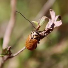 Cadmus (Cadmus) aurantiacus at Mongarlowe, NSW - suppressed