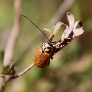 Cadmus (Cadmus) aurantiacus at Mongarlowe, NSW - suppressed