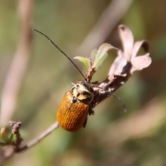 Cadmus (Cadmus) aurantiacus at Mongarlowe, NSW - suppressed