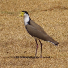 Vanellus miles (Masked Lapwing) at Batemans Bay, NSW - 22 Sep 2023 by MatthewFrawley