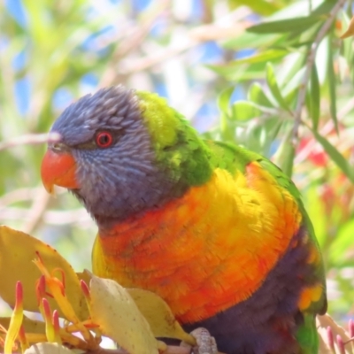 Trichoglossus moluccanus (Rainbow Lorikeet) at Batemans Bay, NSW - 22 Sep 2023 by MatthewFrawley