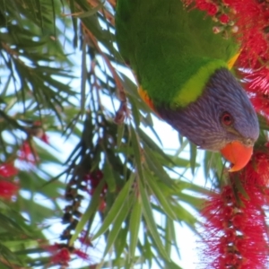 Trichoglossus moluccanus at Batemans Bay, NSW - 22 Sep 2023