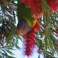 Trichoglossus moluccanus at Batemans Bay, NSW - 22 Sep 2023