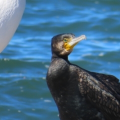 Phalacrocorax carbo (Great Cormorant) at Batemans Bay, NSW - 22 Sep 2023 by MatthewFrawley