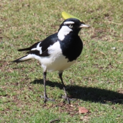 Grallina cyanoleuca (Magpie-lark) at Batemans Bay, NSW - 22 Sep 2023 by MatthewFrawley