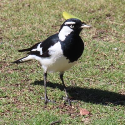 Grallina cyanoleuca (Magpie-lark) at Batemans Bay, NSW - 22 Sep 2023 by MatthewFrawley