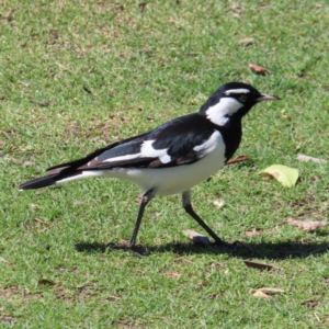 Grallina cyanoleuca at Batemans Bay, NSW - 22 Sep 2023