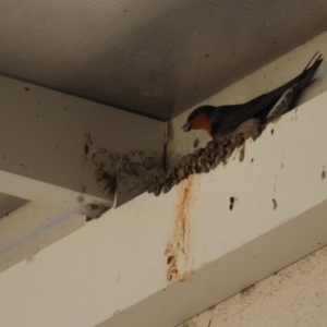 Hirundo neoxena at Batemans Bay, NSW - 22 Sep 2023 02:23 PM