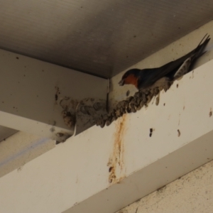 Hirundo neoxena at Batemans Bay, NSW - 22 Sep 2023