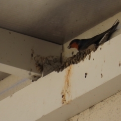 Hirundo neoxena (Welcome Swallow) at Batemans Bay, NSW - 22 Sep 2023 by MatthewFrawley