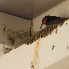 Hirundo neoxena at Batemans Bay, NSW - 22 Sep 2023