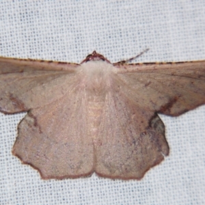 Cernia amyclaria (Cernia amyclaria) at suppressed by PJH123