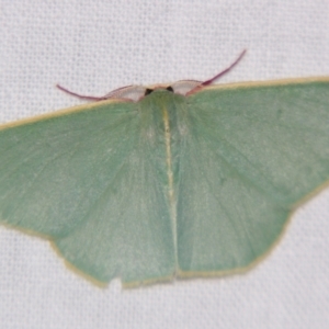 Chlorocoma assimilis at Sheldon, QLD - 14 Aug 2007