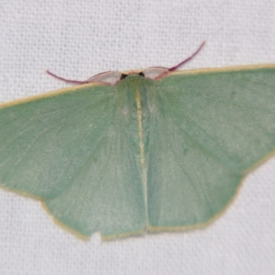 Chlorocoma assimilis (Golden-fringed Emerald Moth) at Sheldon, QLD - 14 Aug 2007 by PJH123