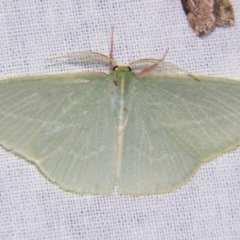 Chlorocoma carenaria (Veined Emerald) at Sheldon, QLD - 14 Aug 2007 by PJH123