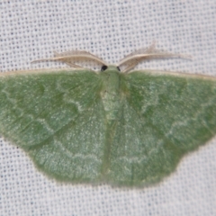 Chlorocoma tachypora at Sheldon, QLD - suppressed