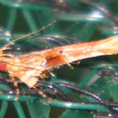 Pyroderces mesoptila (A Cosmet moth) at Sheldon, QLD - 15 Aug 2007 by PJH123