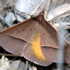 Epidesmia chilonaria at Sheldon, QLD - 14 Aug 2007