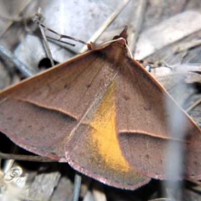 Epidesmia chilonaria (Golden-winged Epidesmia) at Sheldon, QLD - 14 Aug 2007 by PJH123