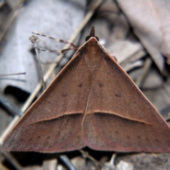 Epidesmia chilonaria at Sheldon, QLD - 14 Aug 2007