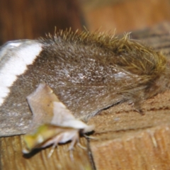 Euproctis baliolalis (Browntail Gum Moth) at Sheldon, QLD - 14 Aug 2007 by PJH123