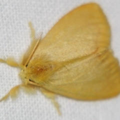 Lymantriinae (Subfamily) (A Tussock Moth) at Sheldon, QLD - 14 Aug 2007 by PJH123