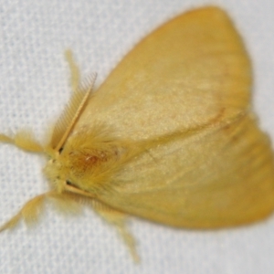 Lymantriinae (subfamily) at Sheldon, QLD - 14 Aug 2007