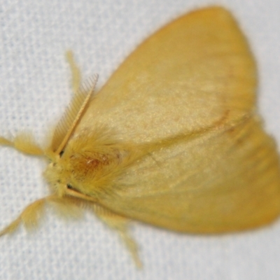 Lymantriinae (subfamily) (Unidentified tussock moths) at Sheldon, QLD - 14 Aug 2007 by PJH123