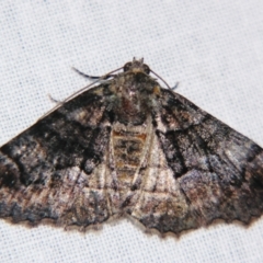 Gastrina cristaria (Wave-lined Geometrid) at Sheldon, QLD - 14 Aug 2007 by PJH123