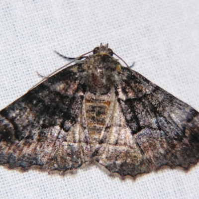 Gastrina cristaria (Wave-lined Geometrid) at Sheldon, QLD - 14 Aug 2007 by PJH123