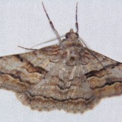 Gastrinodes bitaeniaria (Buff Bark Moth) at Sheldon, QLD - 14 Aug 2007 by PJH123